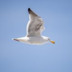 特色特黄视频免费看 0i3225f56