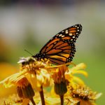 漫蛙 漫画,漫蛙漫画官方页面漫画入口 0iy48acif