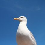 男人和女人特黄的视频 1719bk