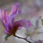 漫蛙防走丢页漫画,漫蛙网页版怎么进 4pvky