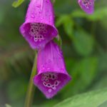 在线无码日韩A无V码在线播放 l7dsr5wv