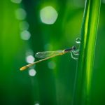 漫蛙网页版,漫蛙manwa2官方网页 漫画 uue7f0